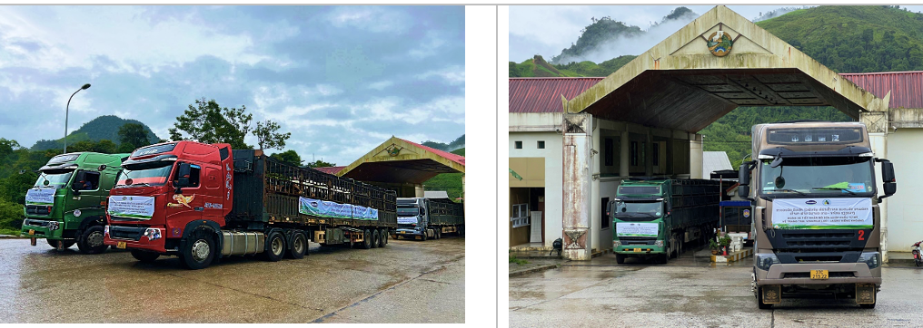 Đàn[-]bò[-]sữa[-]1000[-]con[-]được[-]Vinamilk[-]nhập[-]khẩu[-]cho[-]trang[-]trại[-]tại[-]Lào